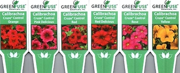 Calibrachoa, Single (Million Bells) 4\" Pot or 10\" Hanging Basket