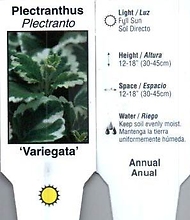 Plectranthus \'Variegata\' 4\" Pot