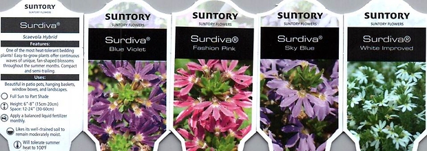 Scaevola \'Surdiva\' (Fan Flower) 4.5\" Pot
