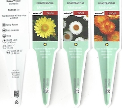 Bracteantha (Strawflower) 4.5\" Pot