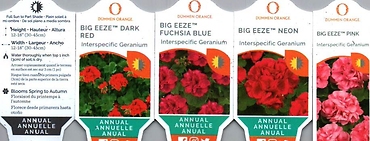 Geranium, Zonal Trial Series
