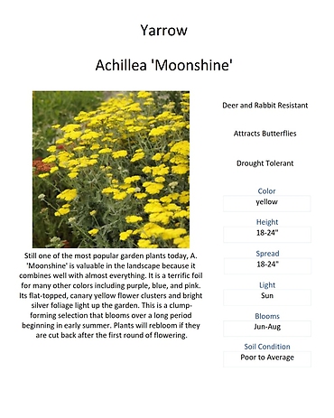 Achillea \'Moonshine\' (Yarrow)