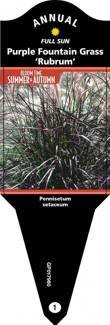 Grass, Annual 1 Gallon Pot