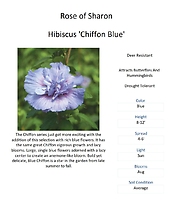 Hibiscus (Rose of Sharon)