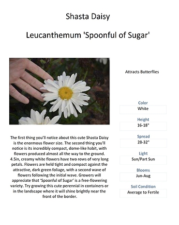 Leucanthemum (Shasta Daisy)