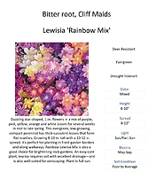Lewisia \'Rainbow Mix\' (Cliff Maids / Bitter root)