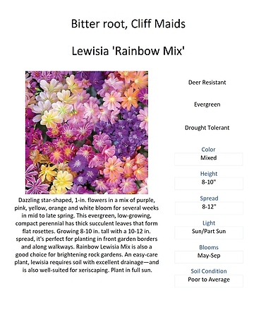 Lewisia \'Rainbow Mix\' (Cliff Maids / Bitter root)