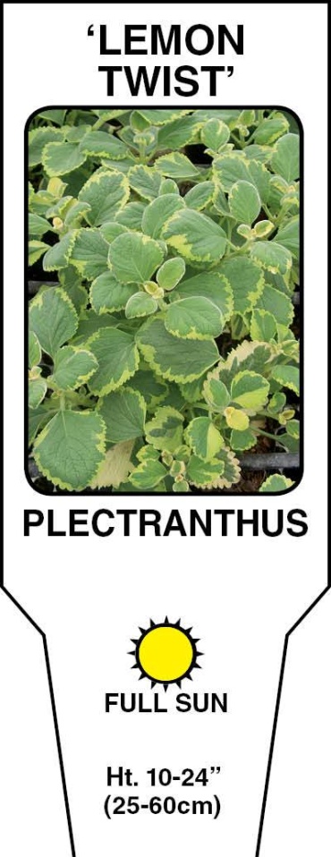 Plectranthus \'Lemon Twist\' 4.5\" Pot