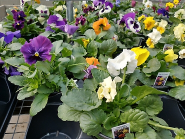 Pansy or Viola \'Mixed\' 4.5\" Pot