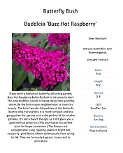 Buddleia (Butterfly Bush)