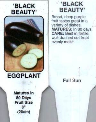 Egg Plant