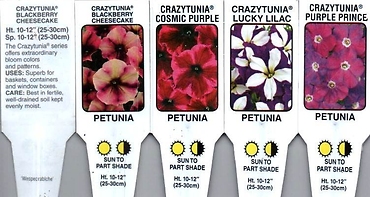 Petunia 10\" Hanging Basket Special