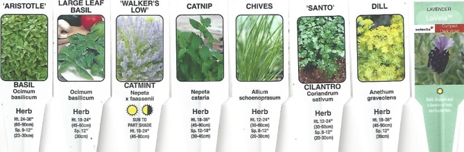 Herbs 4.5\" Pot
