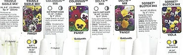Pansy or Viola \'Mixed\' 4.5\" Pot