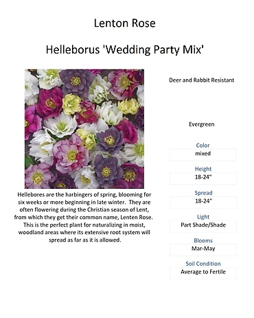 Helleborus \'Wedding Party Mix\' (Lenton Rose)