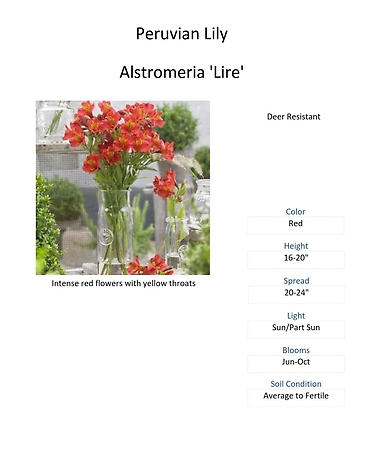 Alstromeria (Peruvian Lily)